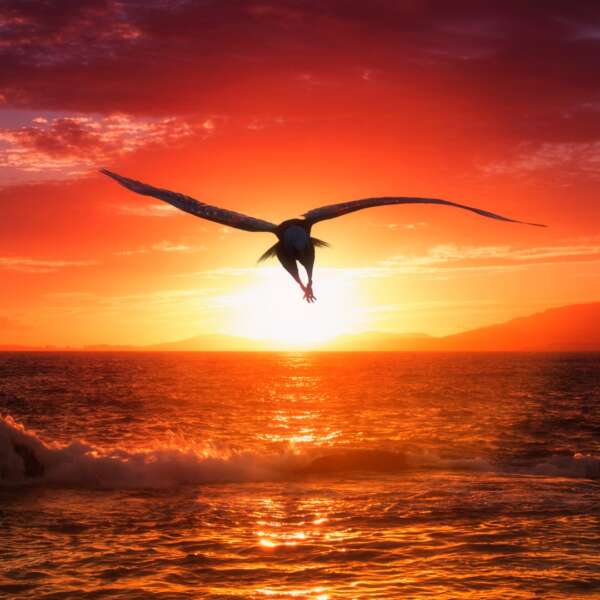 Eagle